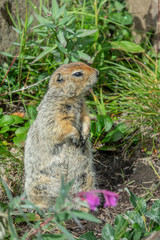 Naklejka na ściany i meble Arctic ground squirrel looking with curiosity