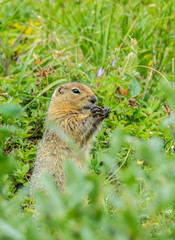 Naklejka na ściany i meble Arctic ground squirrel eating plants