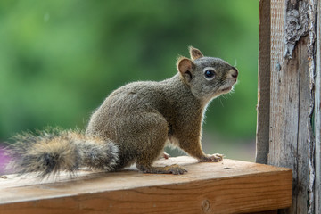 Red squirrel looking with curiosity
