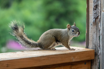Red squirrel looking with curiosity