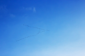 View on beautiful birds cranes storks flying in a V shape formation.