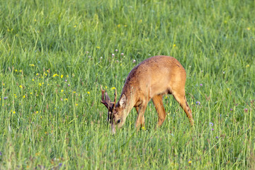 Roe deer (Capreolus capreolus), male