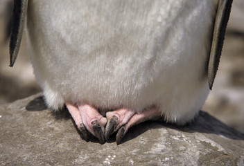 Obraz premium Gorfou huppé, Manchot gorfou sauteur, Eudyptes sclateri, Erect crested Penguin