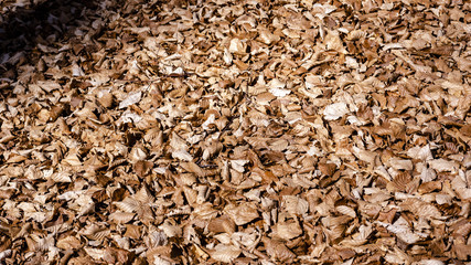 Le foglie di faggio cadute in autunno