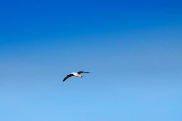 Fototapeta premium White seagulls flying over Yeosu harbor against clear blue sky