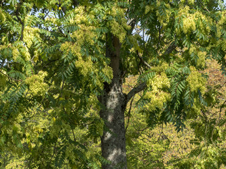 Ailanthus altissima. Ailante glanduleux ou vernis de Chine. Un grand arbre d'ornement des rues citadines, originaire d'Asie.