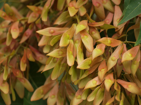 Ailanthus altissima. Graines d'ailante femelle encapsul&eacute;es dans une samare rouge&acirc;tre.