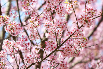 Wild Himalayan Cherry Blossoms in spring season (Prunus cerasoides), Sakura in Thailand, selective focus, Phu Lom Lo, Loei, Thailand.