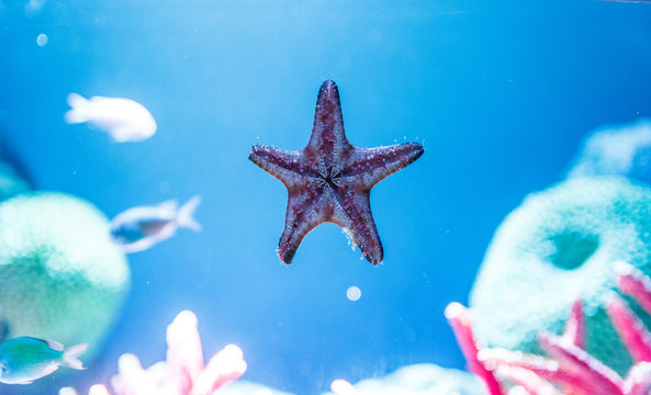 Closeup pic of starfish.