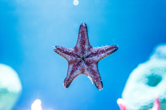 Closeup pic of starfish.