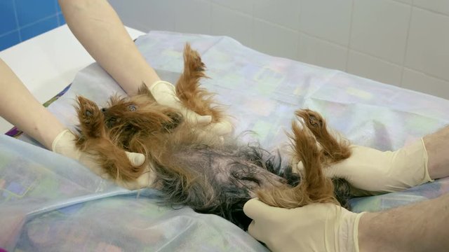 Medical scan. Yorkshire terrier is on ultrasound examining in a veterinary clinic. 4K