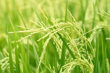 Jasmine rice species See the wind swaying movement has caught the ears of grain ready to harvest. Feel the search for relaxation. The concept of agricultural cultivation is the main occupation of farm