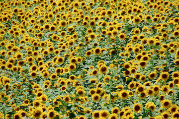 三ノ倉高原のヒマワリ（福島県・喜多方市）