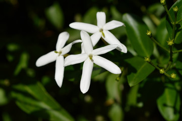 Close-up of Beautiful Jasmine Flowers, Nature, Macro