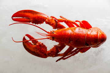 Boiled whole red lobster on ice