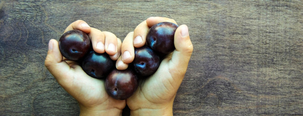 Fresh violet plums in child hands like heart on wooden rustic background. Russian homemade fruit.