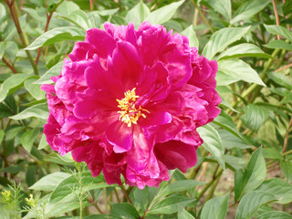 Raspberry peony blooms in the garden