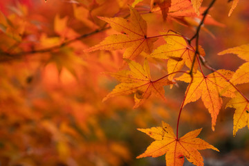 Red maple leaf in autumn, Kyoto ,Japan