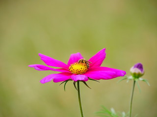 Blume mit Insekt