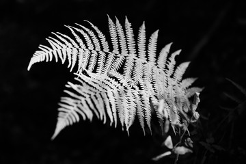 Fresh Green Fern Branch in Natural Woods in Spring.