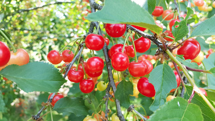 many ripe and unripe cherries on the tree