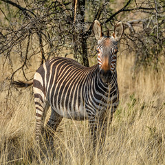 Cape Mountain Zebra