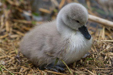 Closeup photo of  a young Mute swan signet resting in the nest