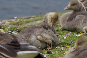 Photo of a group of Greylag gosling resting on the bank of a lake