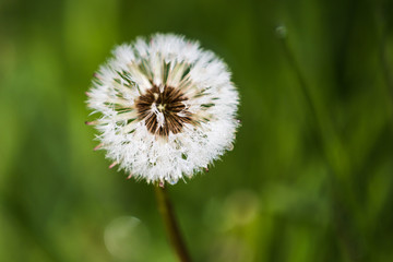 Morning Dew on Dandelion Seeds in Green Field in Spring.