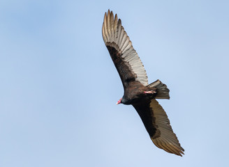 Turkey vulture looking for a prey