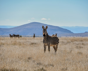 Obraz premium Cape Mountain Zebra