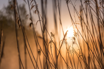 Sunrise Through High Wild Grasses in Misty Morning in Spring.