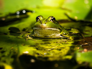 Frosch von vorn im Teich