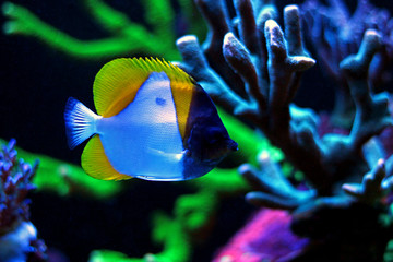 Yellow Pyramid Butterflyfish
(Hemitaurichthys polylepis)