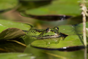 Green frog resting in water lily leaves with head and part of the body visible