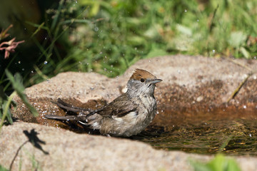 Eurasian blackcap female bird in the birdbath with water spray in the air