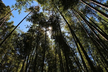 Fototapeta premium Forest of trees sunshine and sky