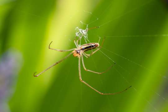 Macro photo of an orb weaver spider making its web seen from the under side