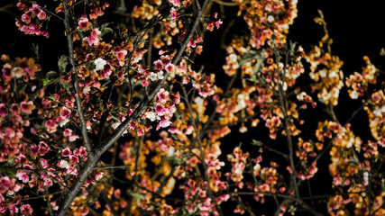 Cherry blossoms of night