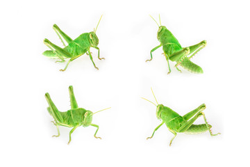 Set of baby green grasshopper isolated on white background