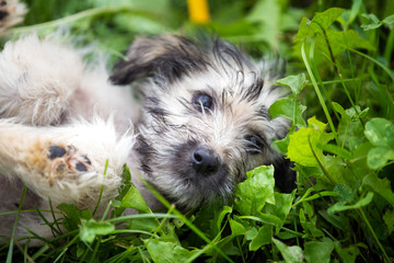 Naklejka na ściany i meble Adorable fluffy puppy playing in the grass 