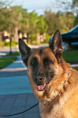 Front view, close up of a senior, female german shepherd dog, poising and panting for the camera and a tropical residence on a sunny afternoon