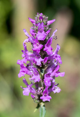 Fototapeta premium Closeup of Betony flowers (Stachys officinalis / Betonica officinalis)