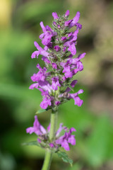 Obraz premium Closeup of Betony flowers (Stachys officinalis / Betonica officinalis)