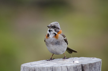 bird