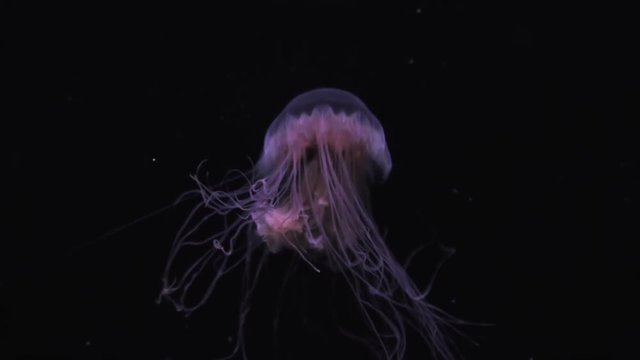 tropical jellyfish in the sea or ocean against the black color of the sea depth