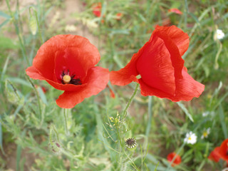 Fototapeta premium Wild poppies blossom in the field
