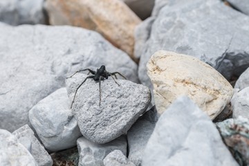 Schwarze Spinne sitzt auf Steine in der Sonne, Österreich