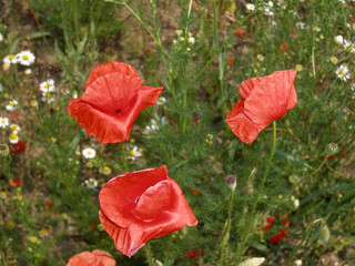 Wild poppies blossom in the field