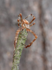 Cross spider (Araneus diadematus)